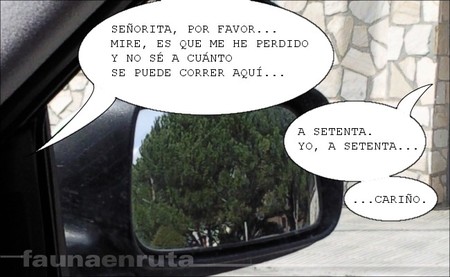 fauna en ruta: límites de velocidad imprecisos