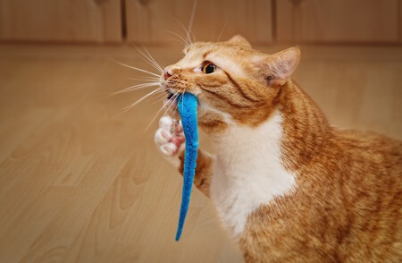 Gato jugando