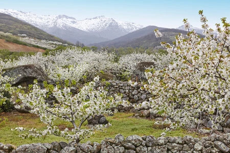 Las paradas imprescindibles en toda ruta por los pueblos del Valle del Jerte
