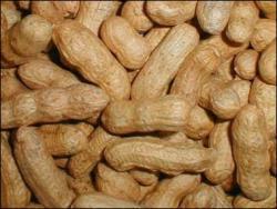 El consumo de frutos secos en el embarazo relacionado con el asma infantil