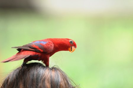 Aves de compañía