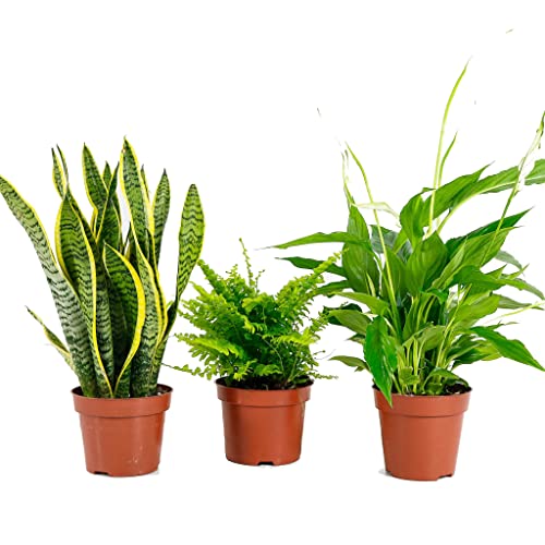 Luftreinigende Pflanzen: Sansevieria + Farn + Friedenslilie