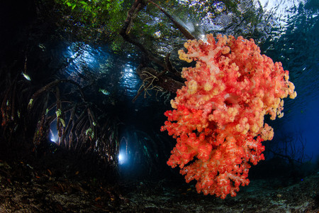 Reefscapes Yen Yi Lee