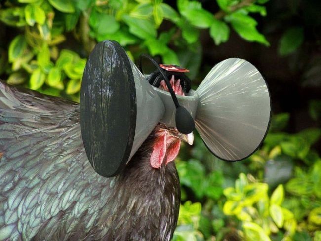 Creando un Matrix para pollos
