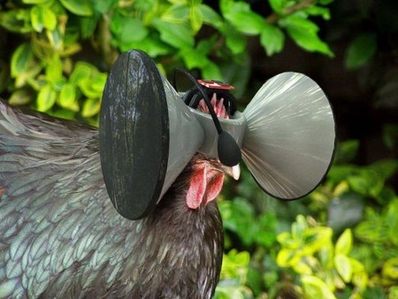 Creando un Matrix para pollos