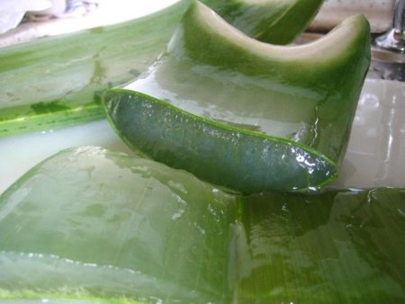 El aloe vera, una buena solución para recuperar la piel tras tomar el sol