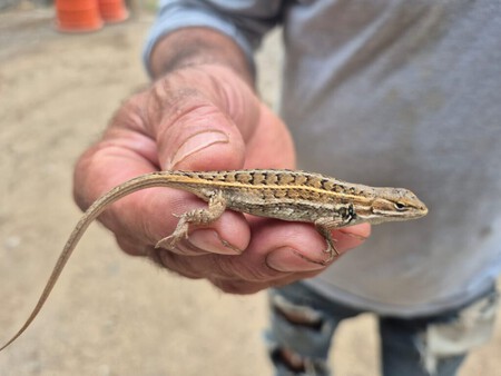 Lagartija001 1024x768