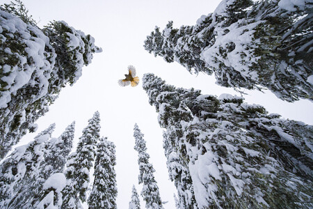 C Lasse Kurkela Wildlife Photographer Of The Year