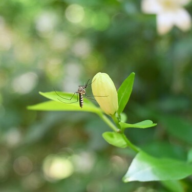 Los expertos coinciden: esta es la planta aromática que puedes poner en casa para ahuyentar a los mosquitos este verano 