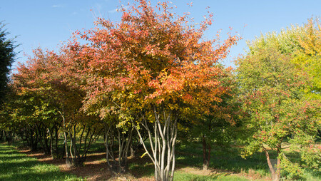 Amelanchier Lamarckii 720x