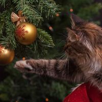 Desde Oregón a Cataluña pasando por Bélgica, decenas de miles de personas se ganan la vida con los árboles de Navidad