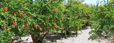 El árbol que da las granadas puede crecer en macetas, y es ideal para plantarlo en tu jardín o terraza esta primavera