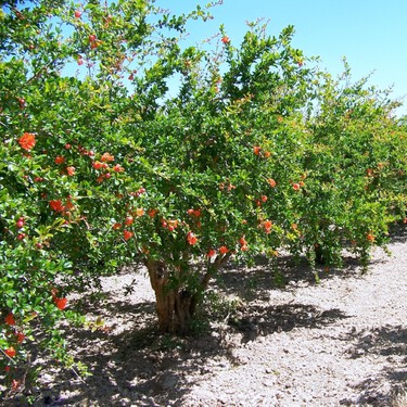 Este árbol frutal es ideal para tener en la terraza o el jardín de casa. Soporta la sequía y te dará un superalimento en otoño 