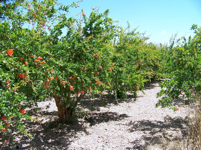 Punica Granatum Alb Gran Gen 1