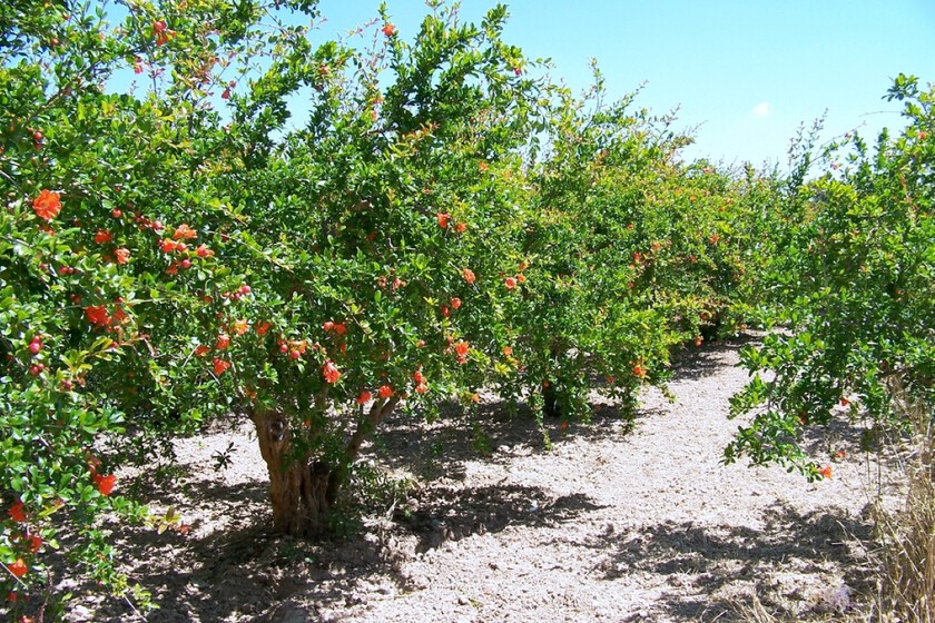 Punica Granatum Alb Gran Gen 1
