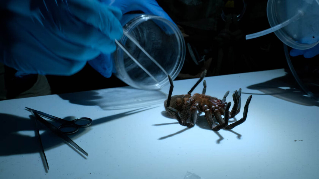 Hoy en Disney+, Will Smith «ordeña» una tarántula en un fascinante documental de viaje y aventura