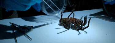 He visto el documental de aventura de Will Smith y no me esperaba verle "ordeñar" una tarántula. La serie de Disney+ entra por los ojos de manera inesperada