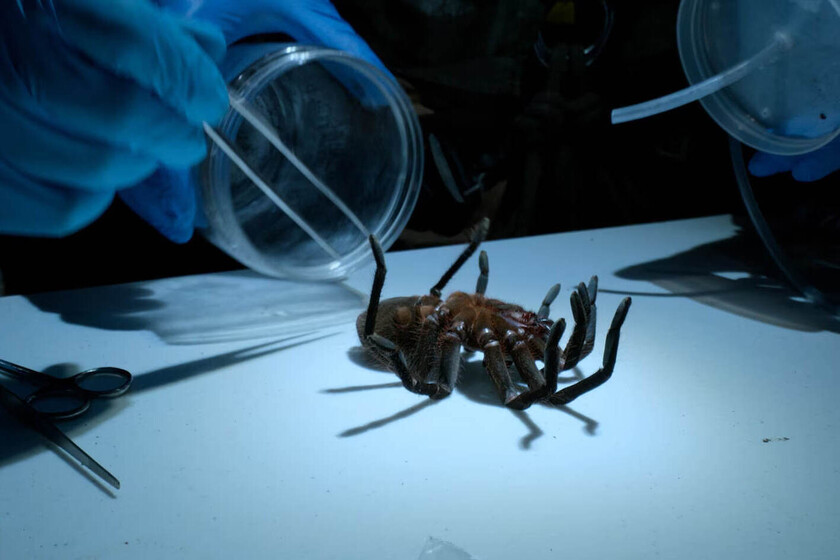 He visto el documental de aventura de Will Smith y no me esperaba verle "ordeñar" una tarántula. La serie de Disney+ entra por los ojos de manera inesperada