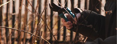 Si un solar abandonado invade tu jardín con ramas y maleza, puedes podarlas: pero la solución definitiva la tiene tu Ayuntamiento 