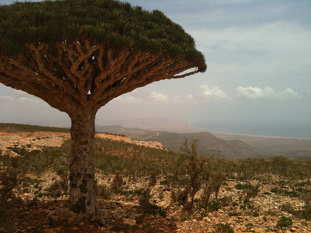Viajes exóticos: Isla de Socotra