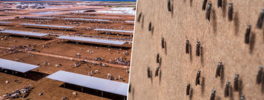 The United States already has its ambitious plan to bomb the border with Mexico on the table. With flies, specifically