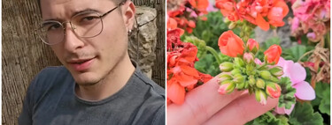 Jaime Gumiel, experto en plantas: "Si tienes geranios y quieres saber como tenerlos con floración todos los años y todos los meses, este es el mejor truco"