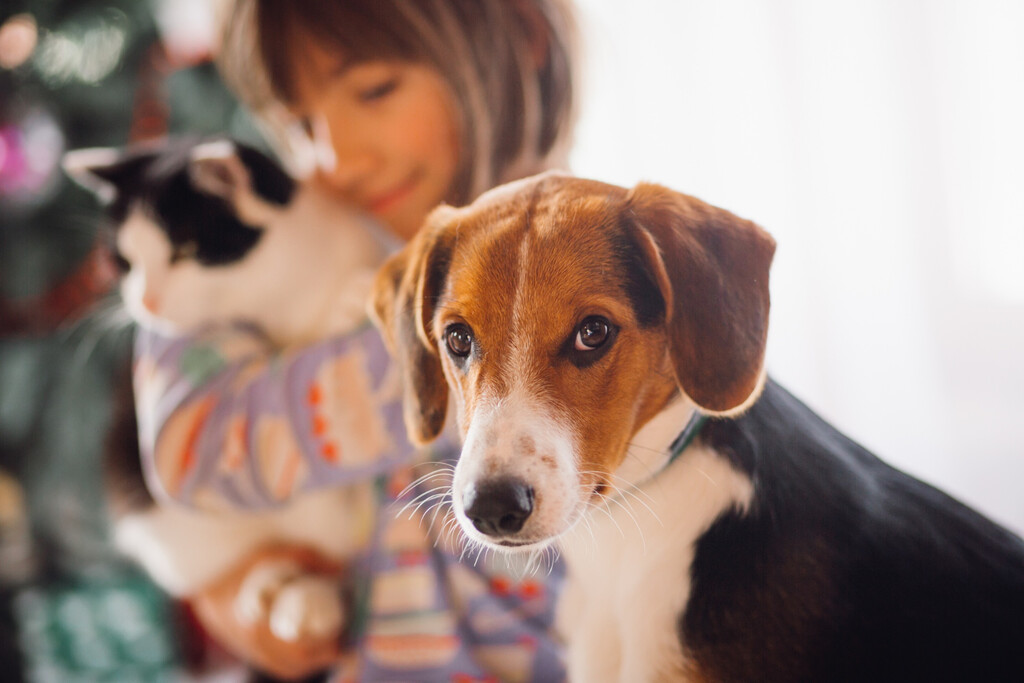 Llevamos toda la vida vacunando a nuestros perros y gatos cada año. La ciencia está viendo que no es lo más correcto 