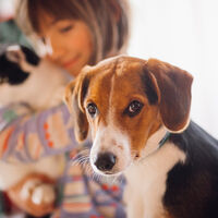 Llevamos toda la vida vacunando a nuestros perros y gatos cada año. La ciencia está viendo que no es lo más correcto 