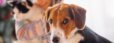 Llevamos toda la vida vacunando a nuestros perros y gatos cada año. La ciencia está viendo que no es lo más correcto 