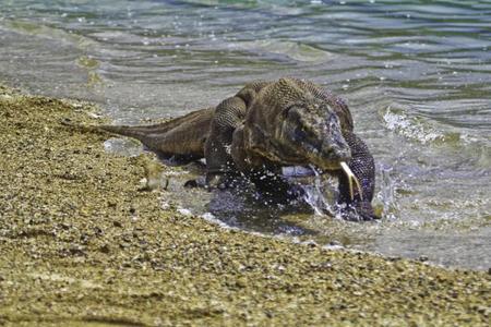 komodo.jpg