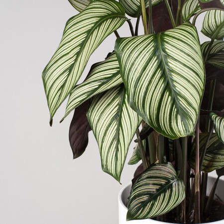 Calathea majestica 'White Star'
