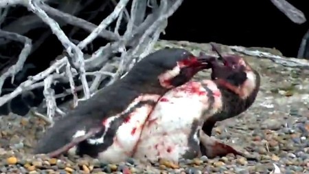Así de sangrienta puede ser una infidelidad entre pingüinos