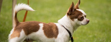 Nuevo DNI obligatorio para animales de compañía: qué es y cuándo se implantará 
