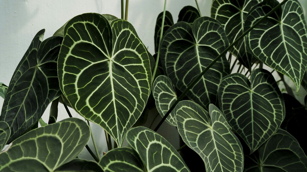 Esta es la planta tropical más original del otoño: una variedad de anturio que llama la atención por sus hojas y es perfecta para principiantes