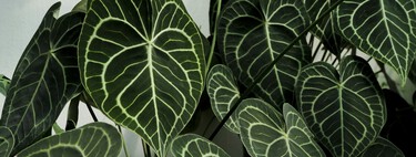 Así es la planta tropical ideal para principiantes que está marcando tendencia este otoño