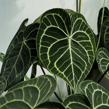 Es bonita y resistente: Así es la planta tropical ideal para principiantes que transformará cualquier rincón de tu casa 