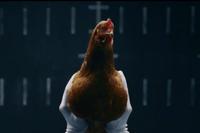 Mercedes te explica cómo funciona su suspensión activa... con gallos