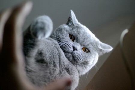Gato British Shorthair3