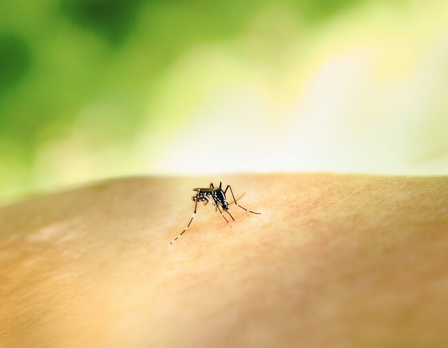 Mosquito