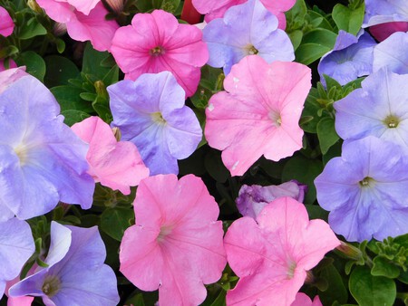 Petunias.