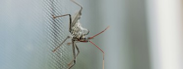 Adiós a los mosquitos: Lidl tiene una mosquitera extensible que se adapta a la ventana y se instala sin taladros