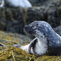 Um homem está comendo carne de foca podre na Groenlândia há um mês; por quê? Para provar que é possível 