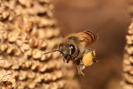 El 75% de la miel contiene pesticidas ligados al declive de las abejas