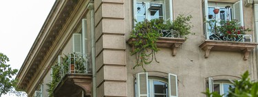 Lidl lanza este viernes las plantas perfectas para dar un toque de color en casa esta primavera