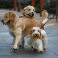 Pasear a tu perro sin correa en CDMX podría implicar arresto de hasta 36 horas con esta propuesta del PAN 