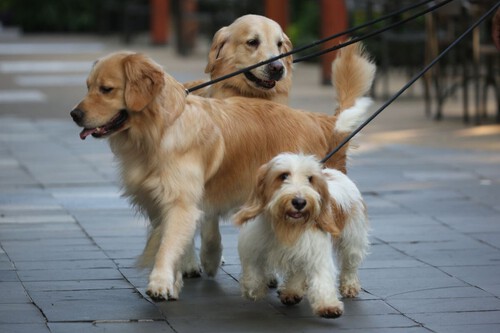 Pasear a tu perro sin correa en CDMX podría implicar arresto de hasta 36 horas con esta propuesta del PAN