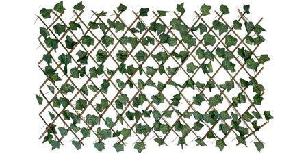 Celosia Con Hojas Amazon