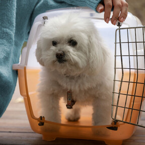 Más trabas a viajar con mascota: entra en vigor el pasaporte europeo de animales de compañía y no se puede viajar con más de cinco animales 