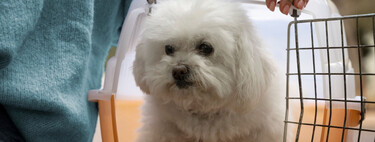 Más trabas a viajar con mascota: entra en vigor el pasaporte europeo de animales de compañía y no se puede viajar con más de cinco animales 