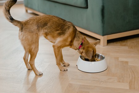Un perro comiendo de su comedero